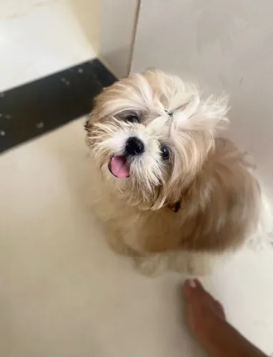 Vende-se cão da raça shih tzu