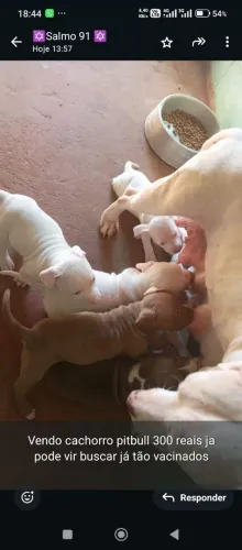 Cidade de pitbull para venda