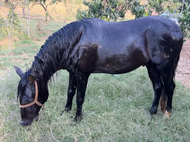 Cavalo mangalarga marcha picada