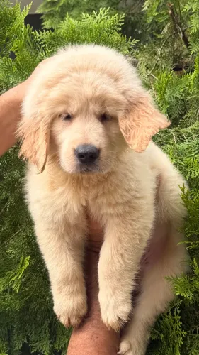 Filhotes Golden Retriever linhagem de Excelência