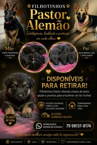Cachorrinhos pastor alemão capa preta filhotes puro.