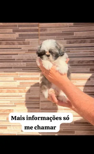 Filhotes Shih-tzu fêmeas