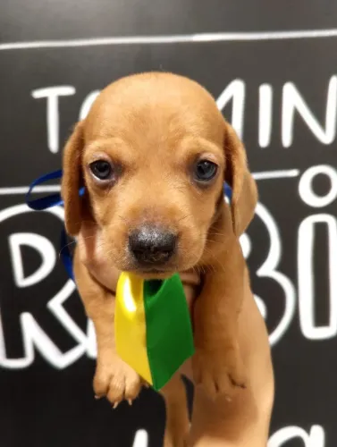 Machos de Basset com entrega Grátis - ABCD