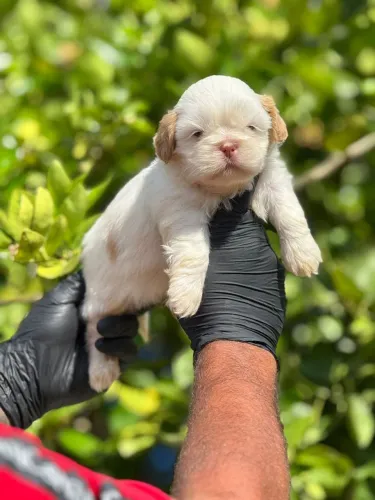 Shih Tzu | Filhote com a saúde perfeita?