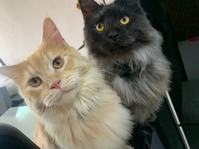 Topissimo Maine Coon 