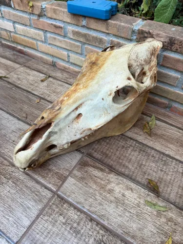 Tronfeu cranio de cavalo