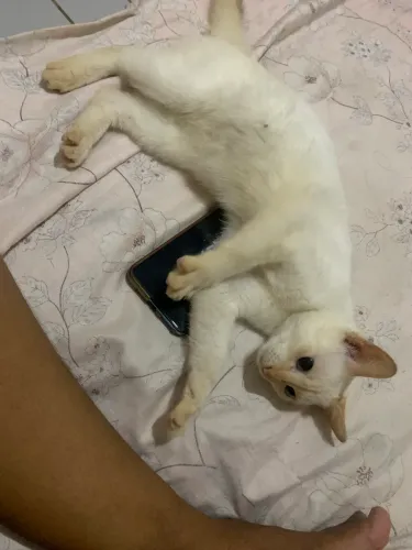 Gatinha para adoção 