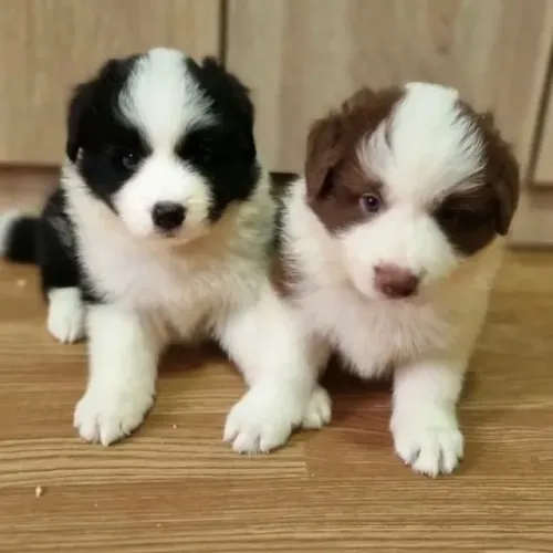 Filhotes de Border Collie | Um pet que conquista com facilidade.