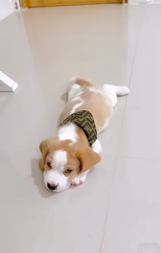 Filhotes de Beagle com pedigree e muito amor para dar.