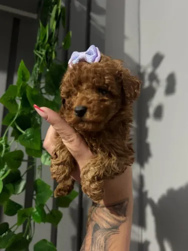 Poodle toy lindo red entrega hoje