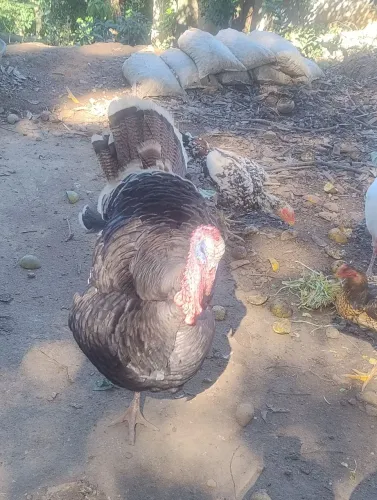 Peru Macho