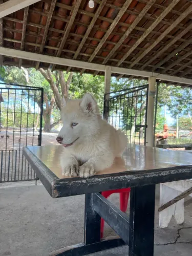 Filhotes Husk Siberiano
