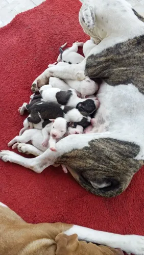 Cachorro ?