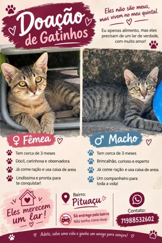 Gatos