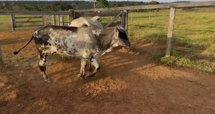 Duas vacas anelorada pra venda 