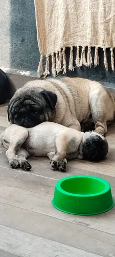 Pug femias