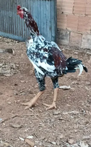 Galo raça mil flores índio gigante