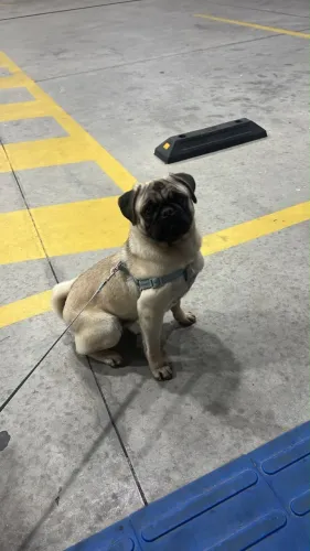 Filhote pug