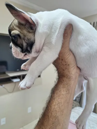 Buldog francês machos.