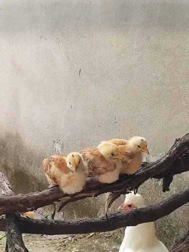 Pintinhos Embrapa 51 ,de 40 dias
