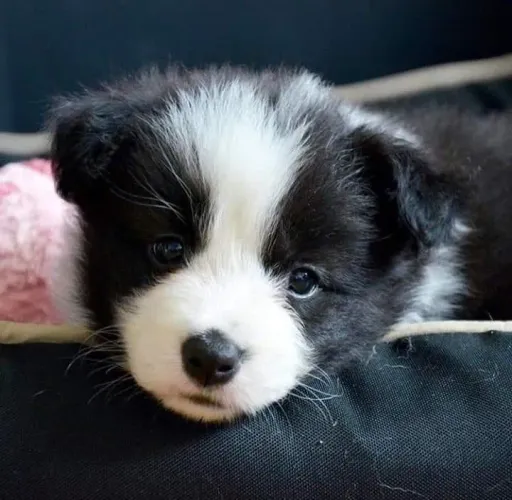 Border Collie - Escolha Hoje Seu Novo Melhor Amigo