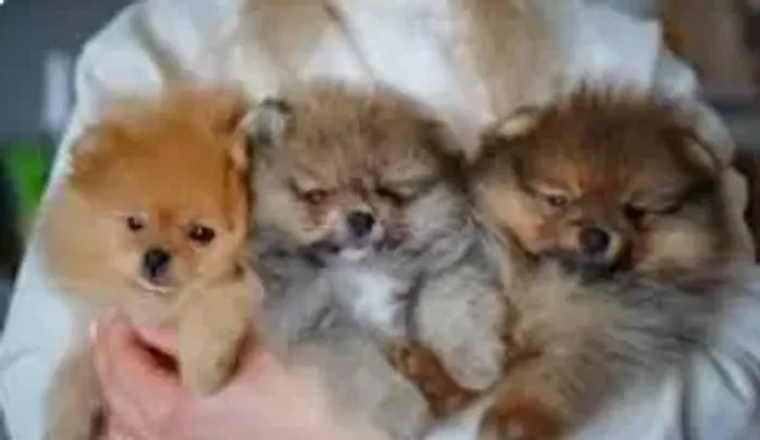 Vendo Filhotes de Lulu da Pomerânia