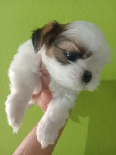 Shihtzu fêmea disponível 