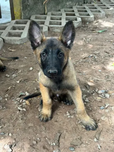 Vende-se filhotes de Pastor Belga Malinois ( Machos )