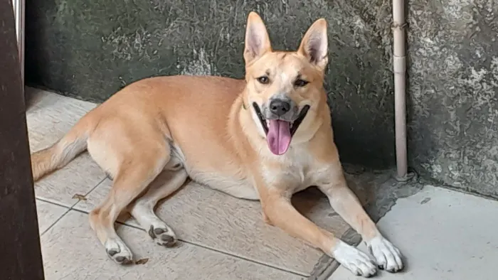 DOAÇÃO CÃO CARAMELO 