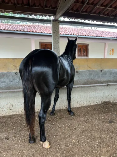 Potro quarto de milha 