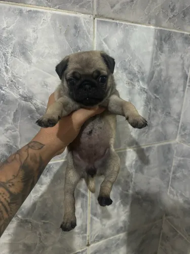 Pug fêmea 