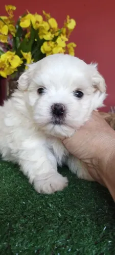 Filhote de Maltês fofura pra entrega