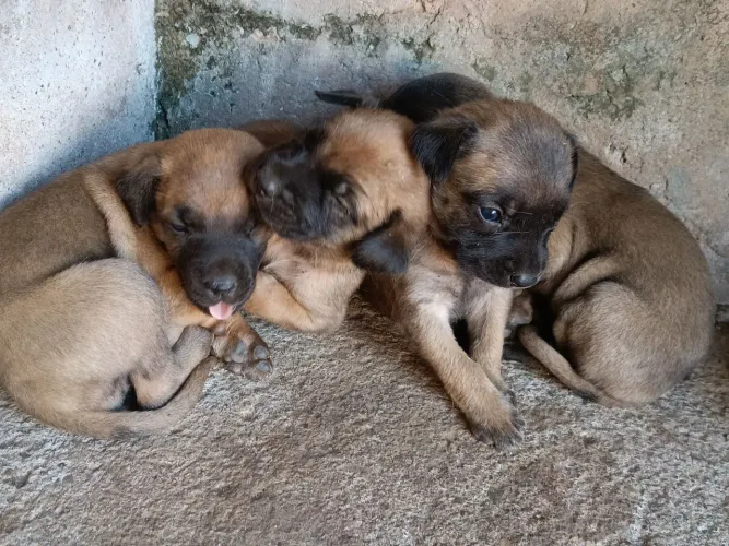 Doação de cadelinhas