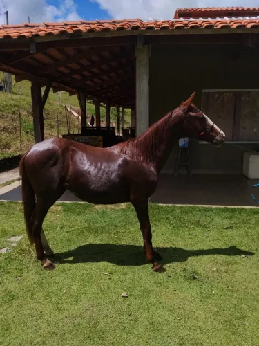 APALOOUSA Quarto de milha puro sangue de campeão