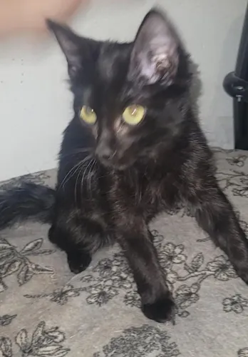 Gatinha doação 4 meses