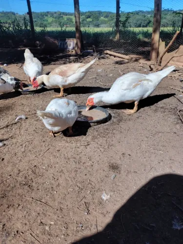 Patos Adultos para Sítio, Chácara ou Reprodução - Saudáveis e Bem Cuidados