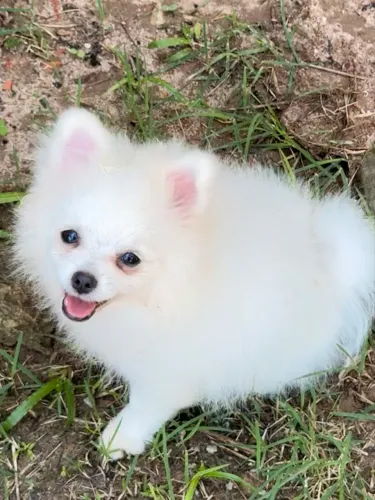 Spitz alemão fêmea 