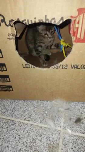 Doação de gata filhote para adoção responsável