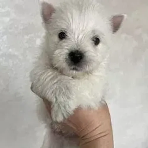 West Terrier Filhote Muito Bonzinho Branco