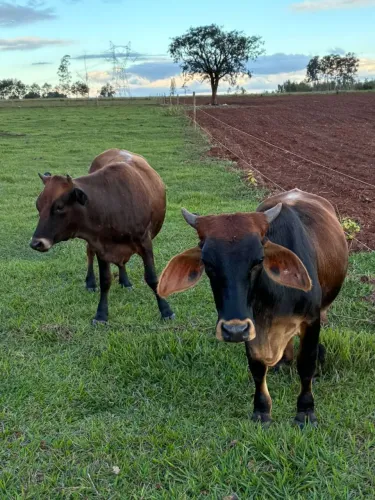 Mini novilhas