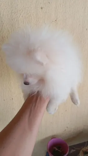 Filhote de Spitz alemão 