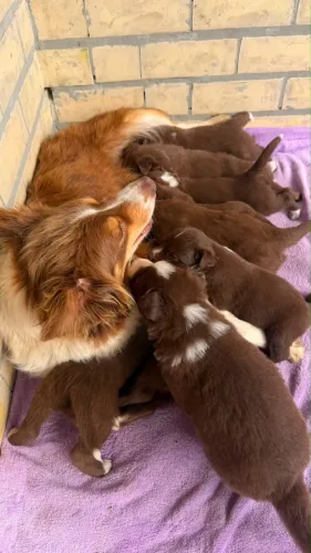 Filhotes de Border Collie
