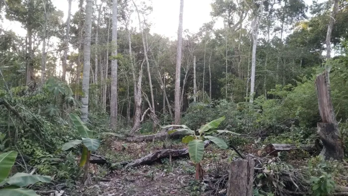 Terreno 