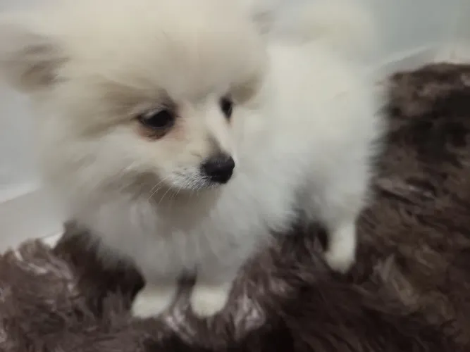 Spitz alemão Macho