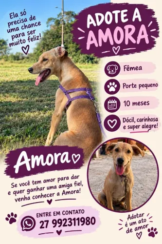 Cachorro doação