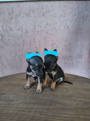 Pinscher mini disponível