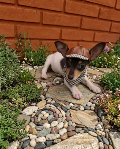 Filhote Pinscher Zero de Encher os Olhos