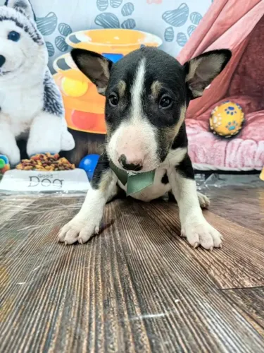 Bull Terrier ingles Chamar whats * ou *