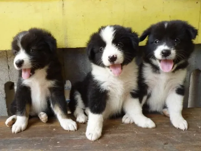 Border collie filhotes lindos