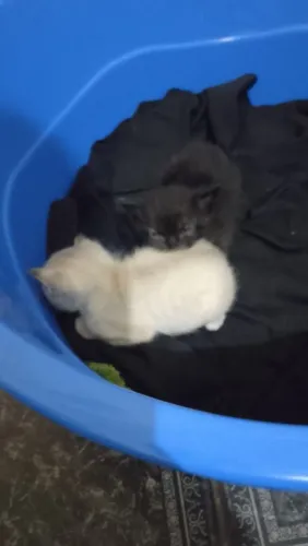 Doa-se gatinhos diadema